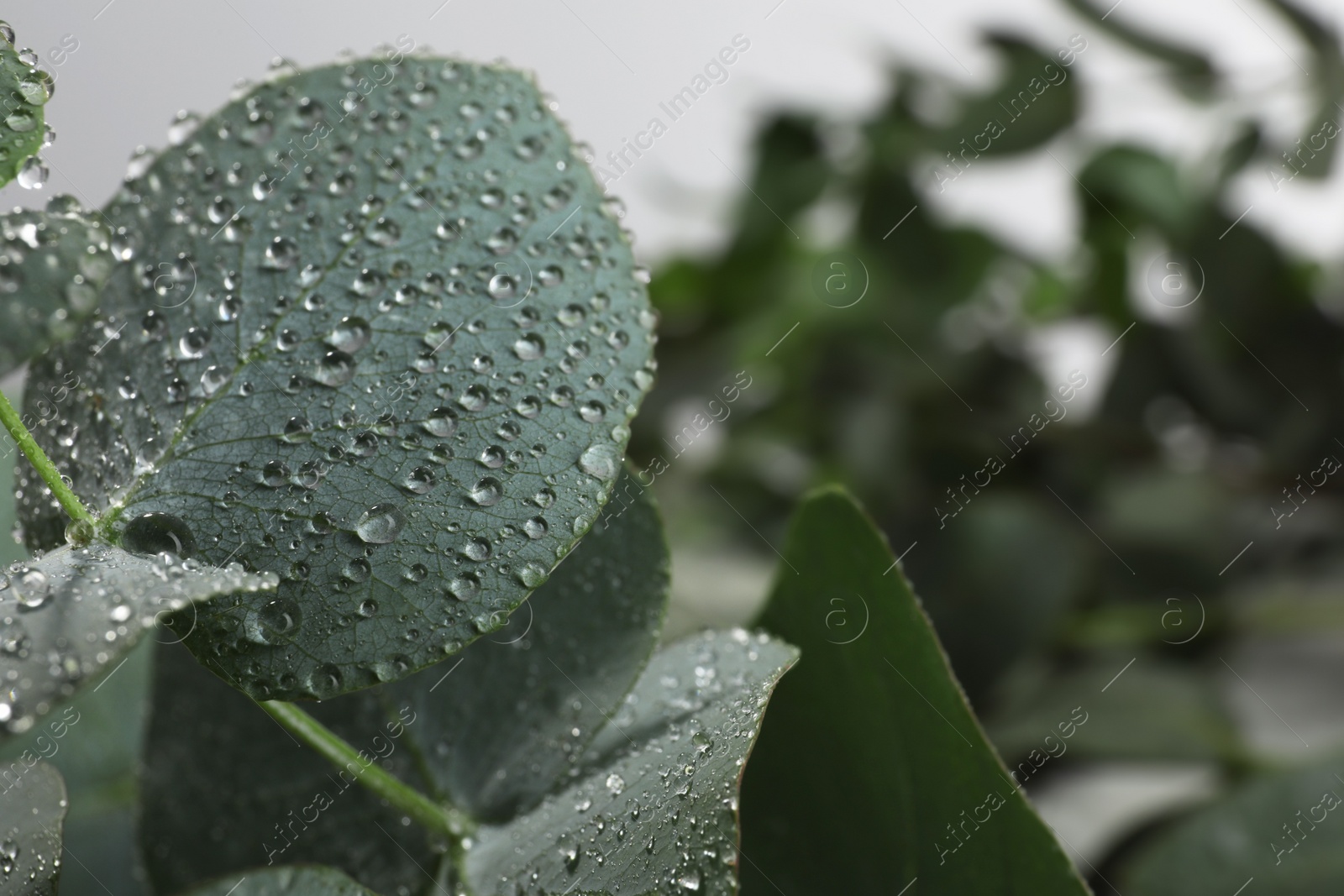 Photo of Fresh eucalyptus leaves with dew drops, closeup