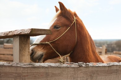 Adorable chestnut horse in outdoor stable. Lovely domesticated pet