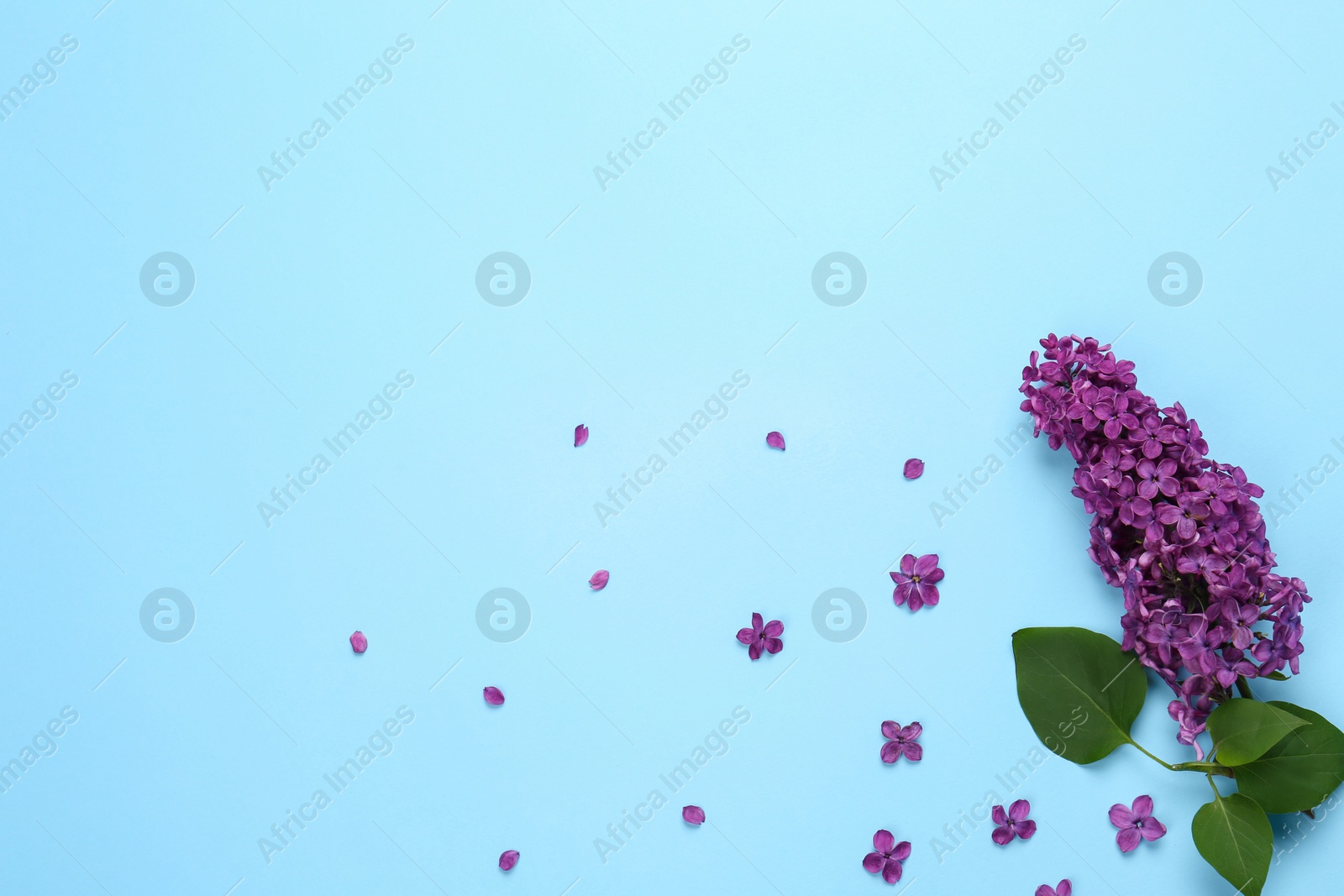 Photo of Branch of lilac with beautiful flowers on light blue background, flat lay. Space for text