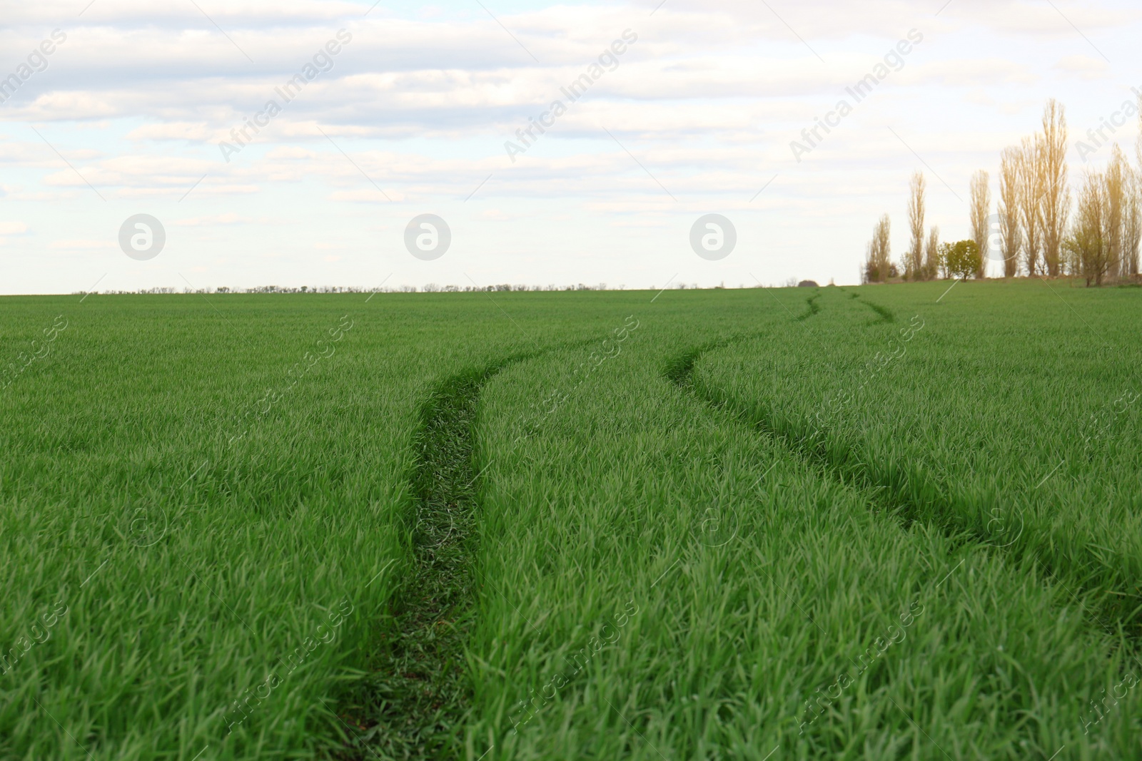 Photo of Green agricultural field with car trail on cloudy day