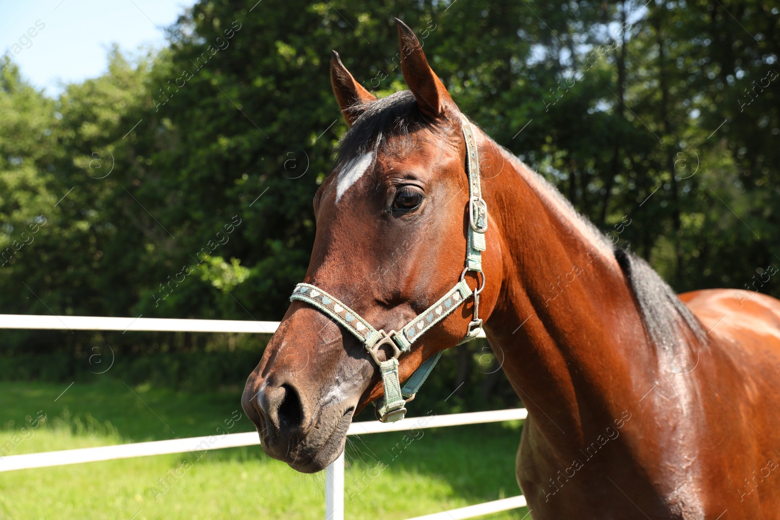 Photo of Bay horse in paddock on sunny day. Beautiful pet