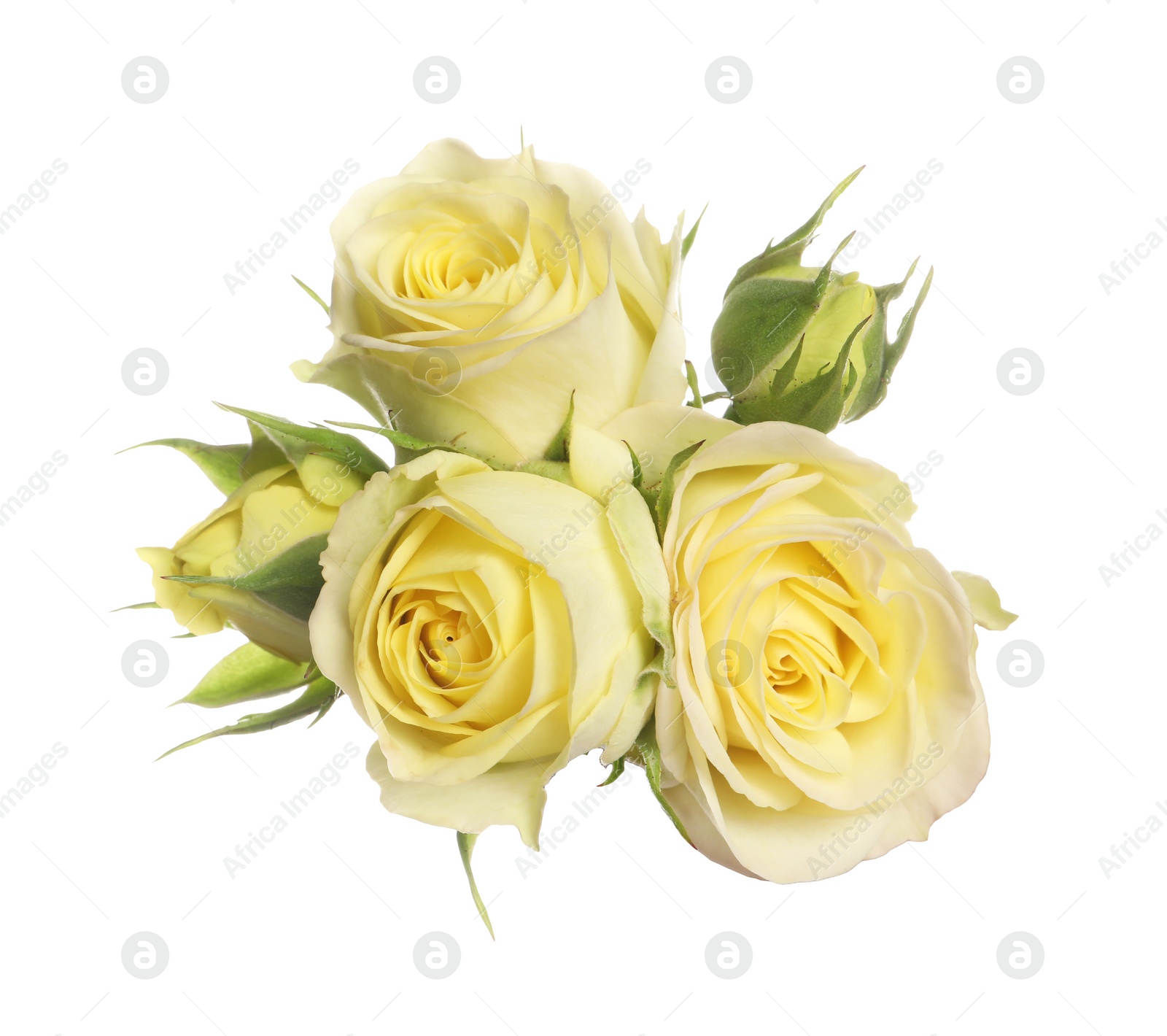 Photo of Beautiful fresh yellow roses isolated on white