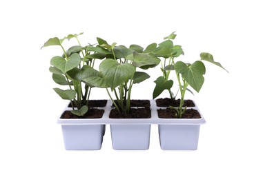 Photo of Seedlings growing in plastic container with soil isolated on white. Gardening season