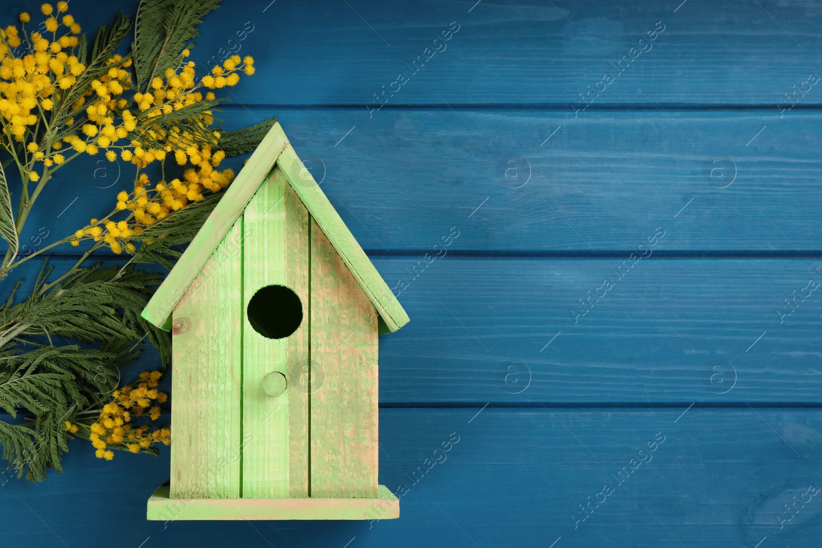 Photo of Beautiful bird house and mimosa flowers on blue wooden table, flat lay. Space for text