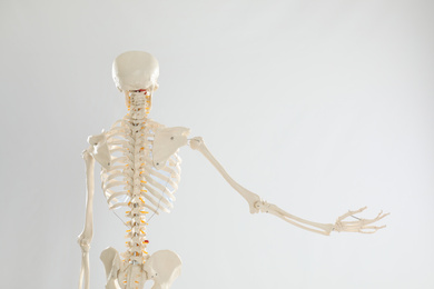 Photo of Artificial human skeleton model on white background, back view