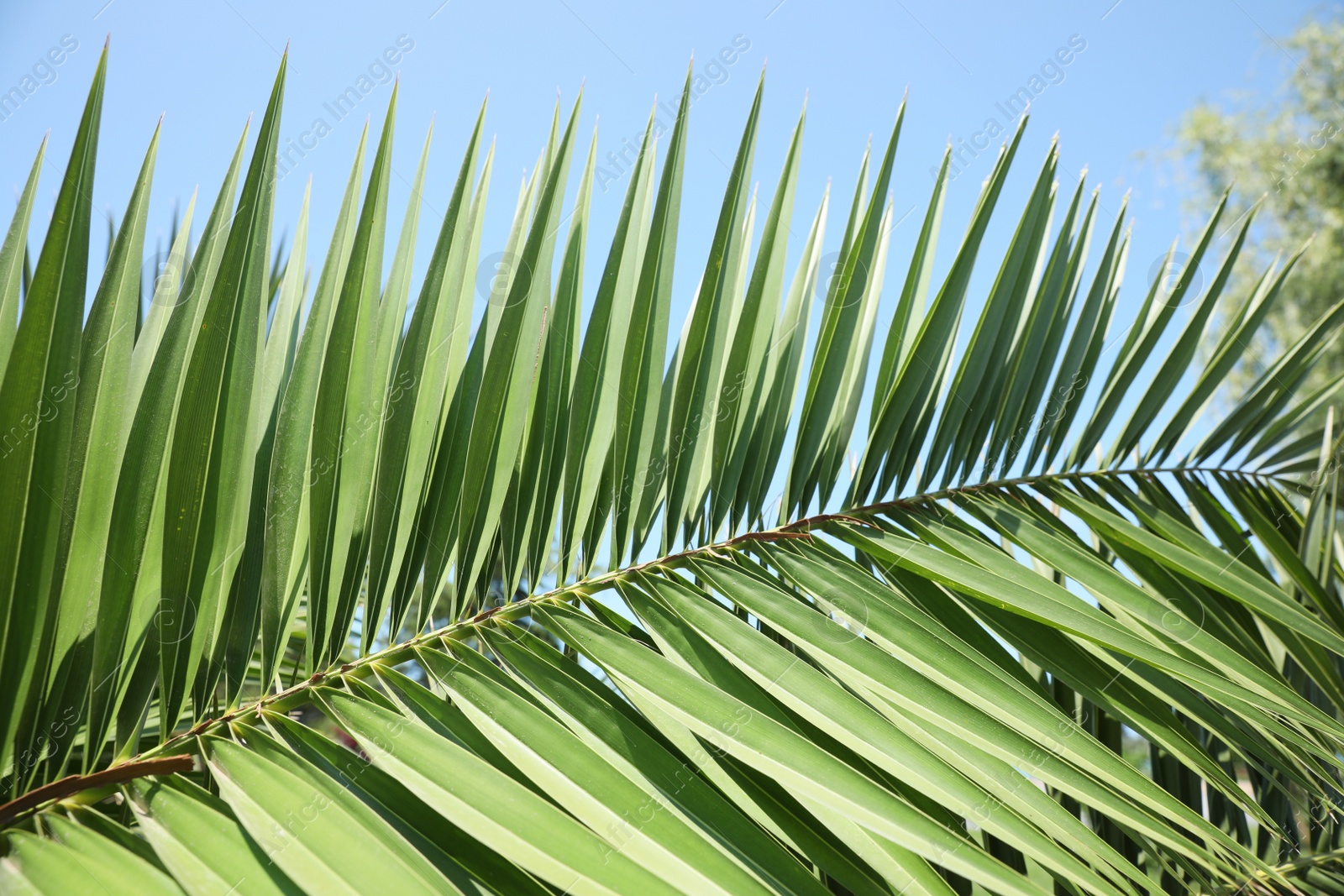 Photo of Beautiful green tropical leaf against blue sky, closeup