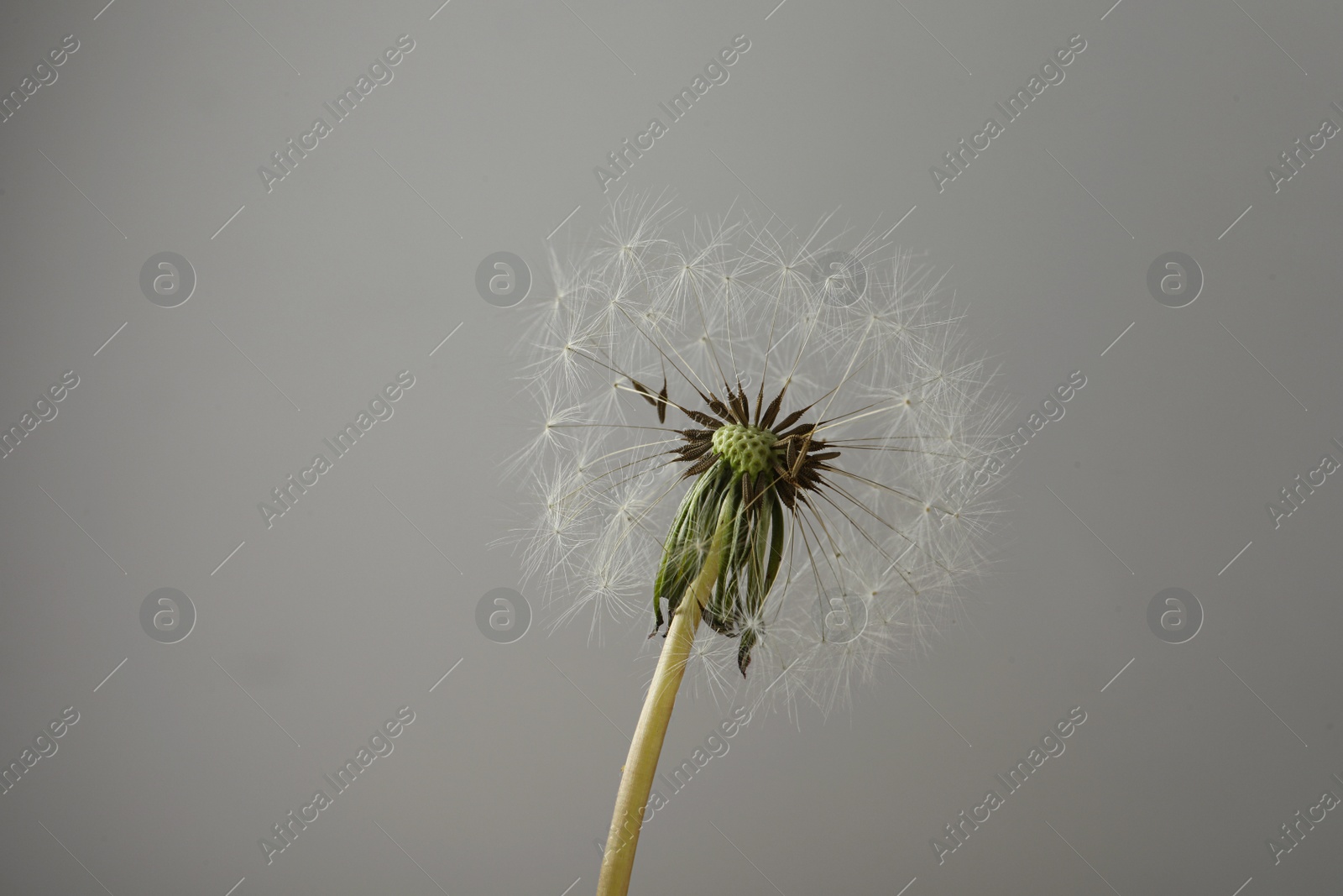 Photo of Beautiful fluffy dandelion flower on grey background