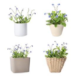 Image of Set with beautiful tender forget me not flowers on white background