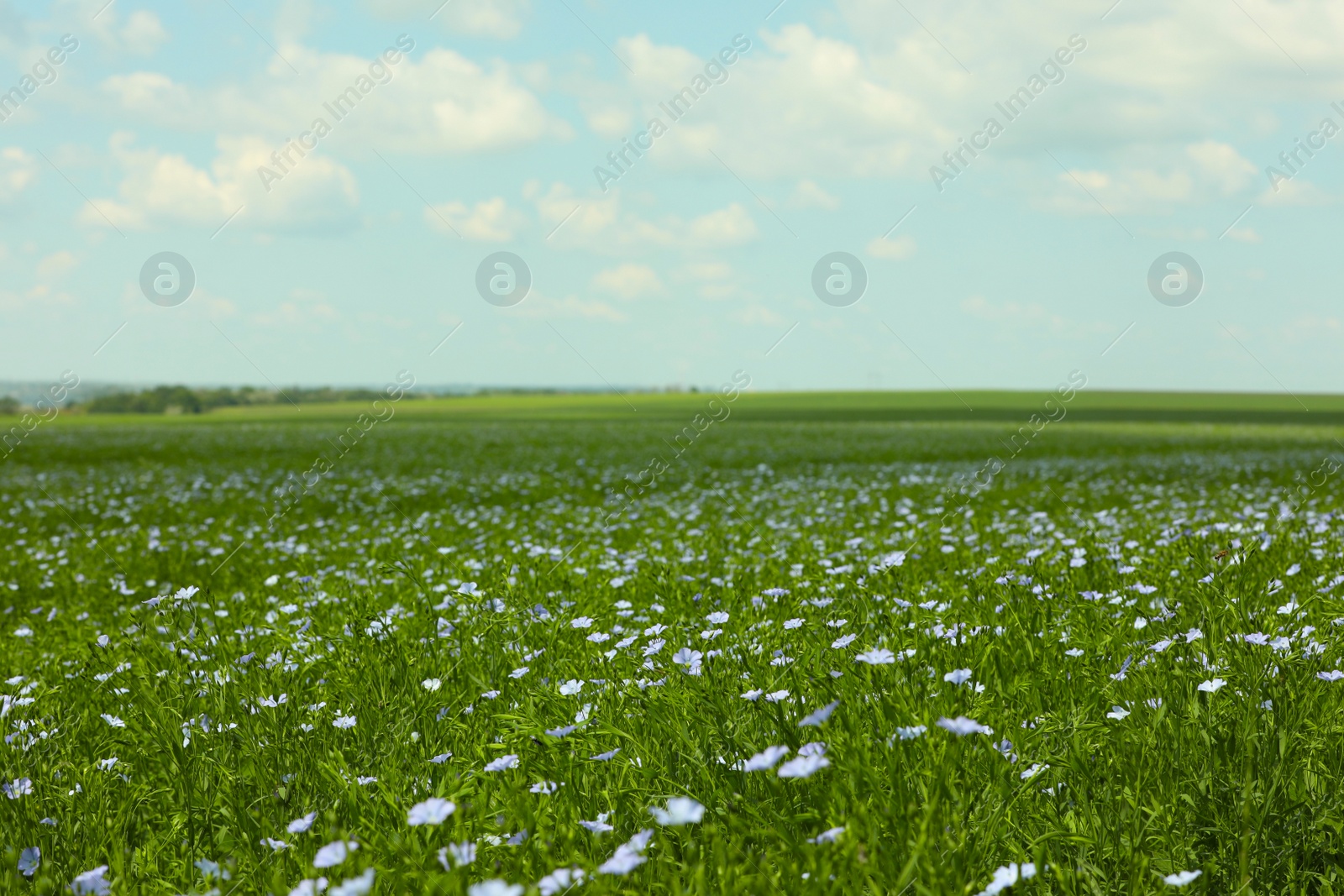 Photo of Picturesque view of beautiful blooming flax field