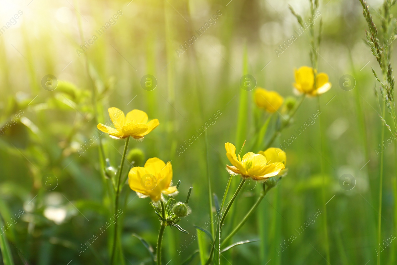 Photo of Beautiful yellow buttercup flowers growing in green grass outdoors, closeup