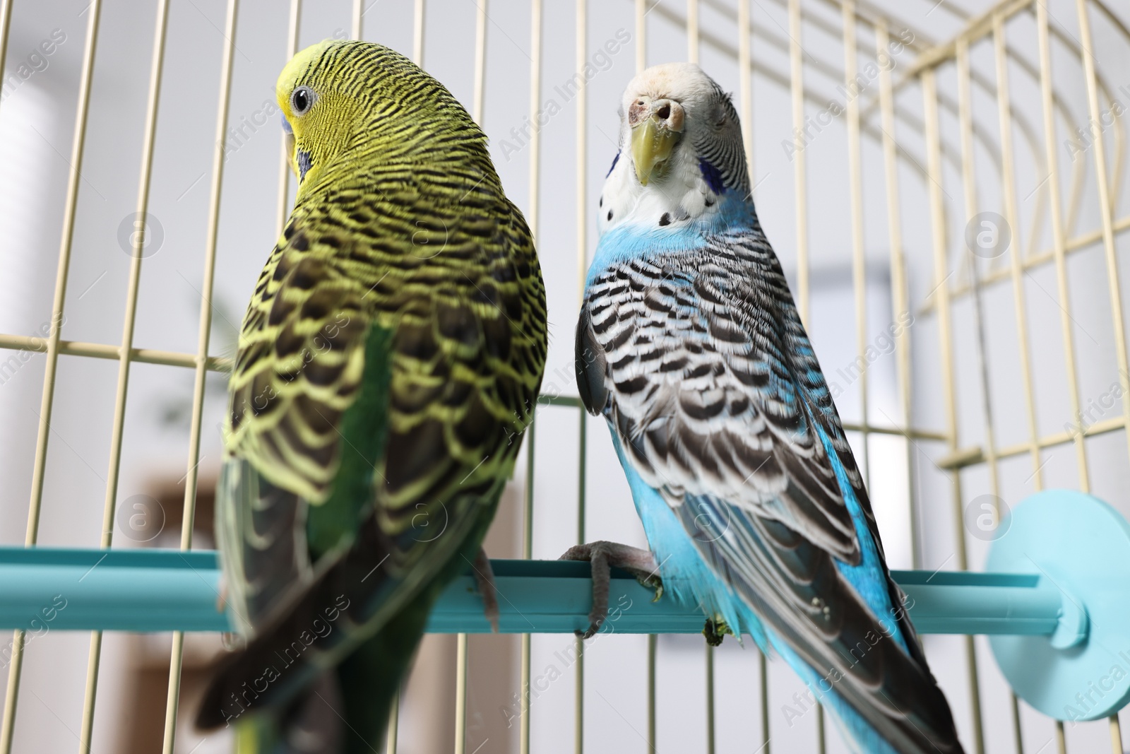 Photo of Beautiful bright parrots in cage indoors. Exotic pets