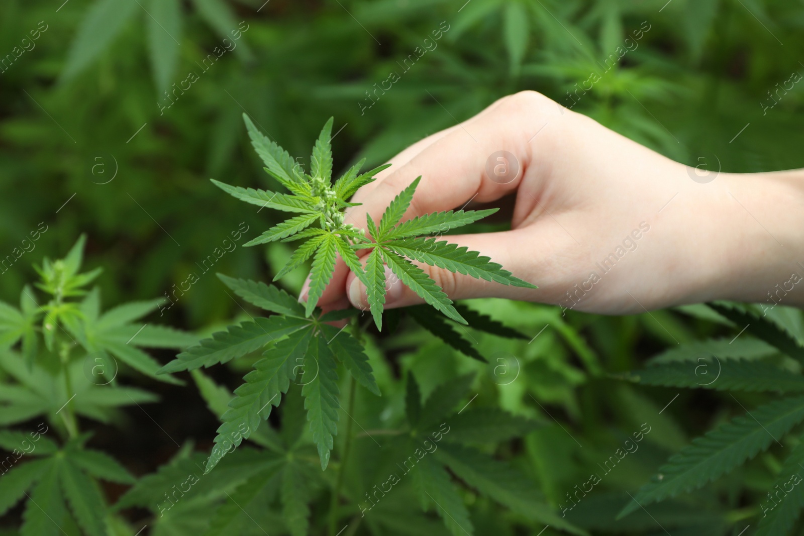 Photo of Woman holding green organic hemp outdoors, closeup