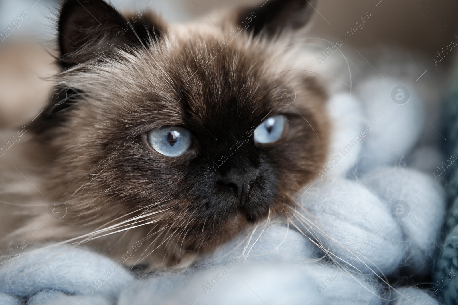 Photo of Cute Balinese cat, closeup view. Fluffy pet