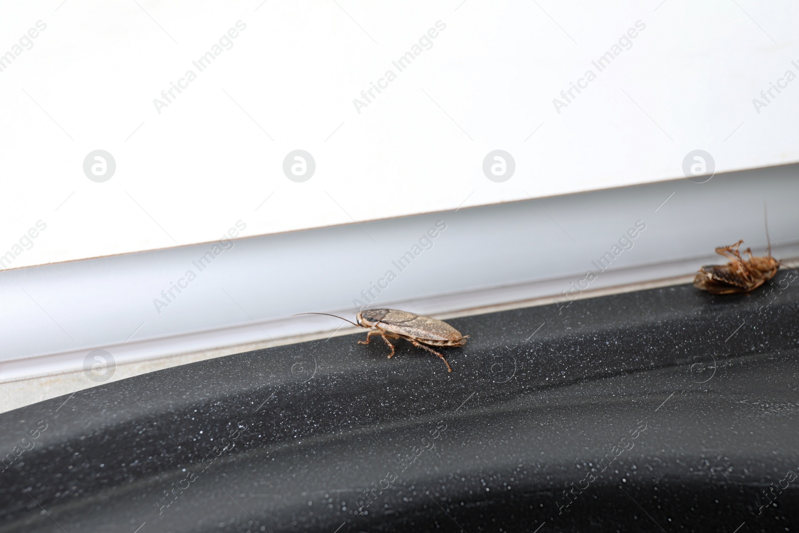 Photo of Cockroaches on black countertop, closeup. Pest control