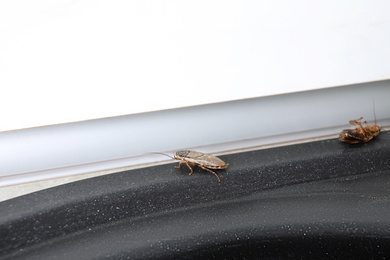 Photo of Cockroaches on black countertop, closeup. Pest control