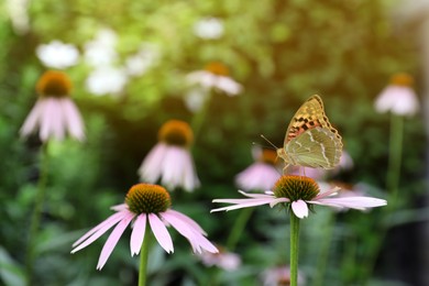Photo of Beautiful butterfly on pink Echinacea flower outdoors, closeup. Space for text