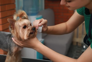 Photo of Professional groomer working with cute dog in pet beauty salon, closeup