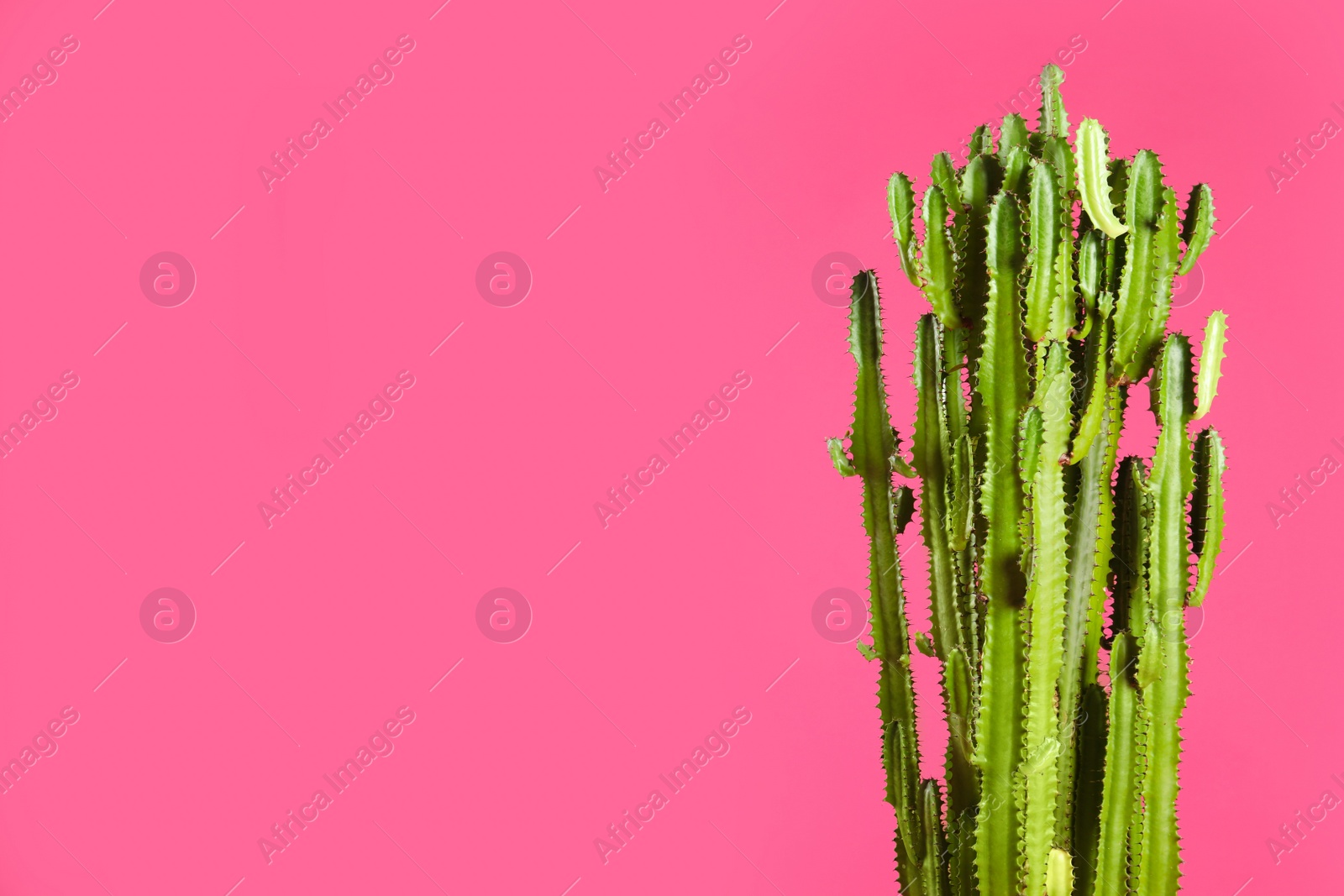 Photo of Beautiful cactus on pink background, space for text. Tropical plant