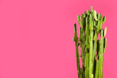 Beautiful cactus on pink background, space for text. Tropical plant