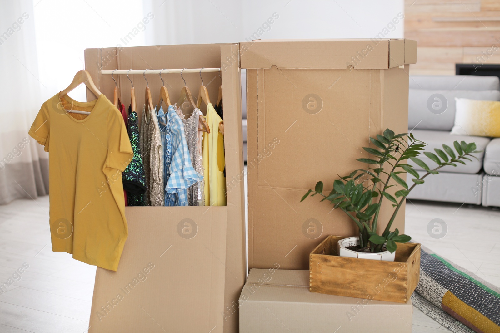 Photo of Cardboard wardrobe boxes with clothes on hangers, houseplant and carpet in living room