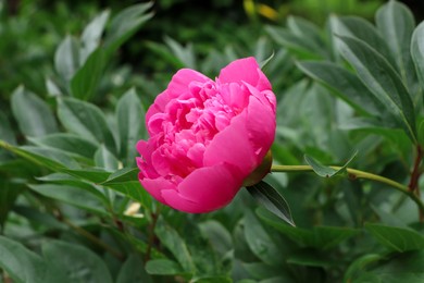 Beautiful pink peony growing in garden, closeup