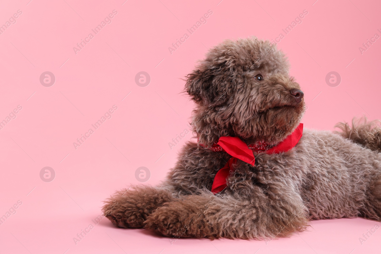 Photo of Cute Toy Poodle dog with red bandana on pink background