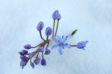 Photo of Beautiful lilac alpine squill flowers growing through 
snow outdoors, top view