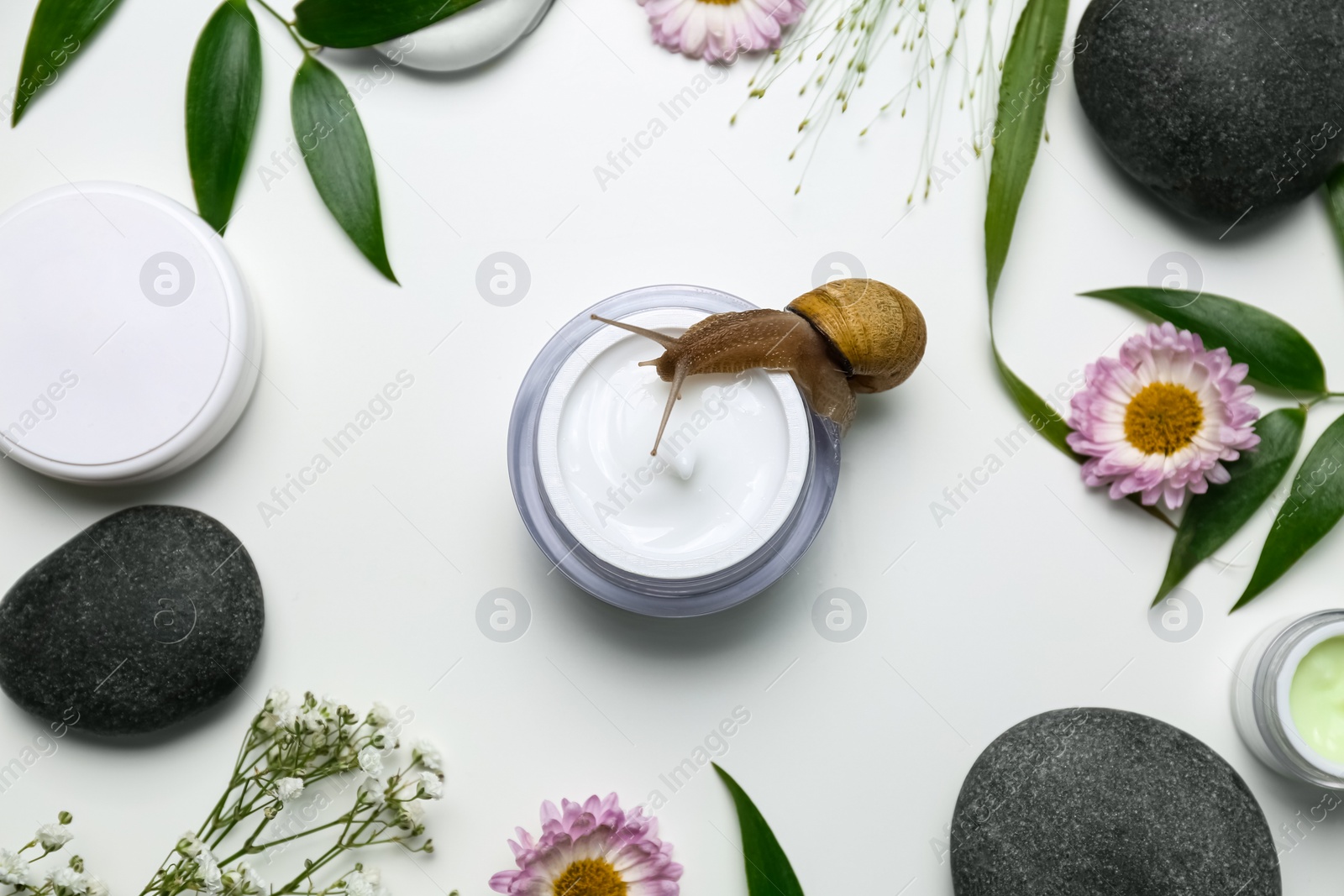 Photo of Composition with snail and cosmetic products on white background, top view