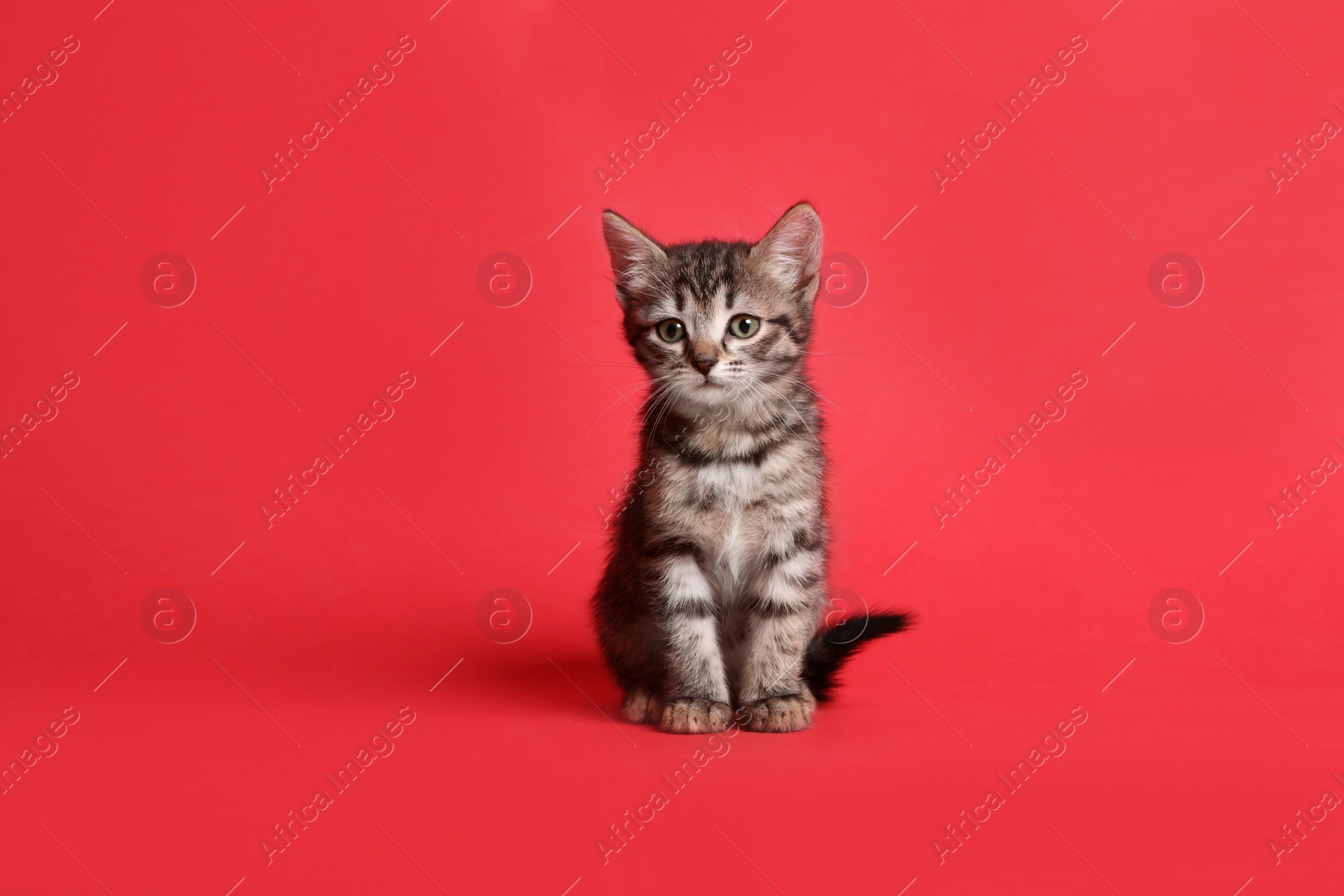 Photo of Cute little tabby kitten on red background