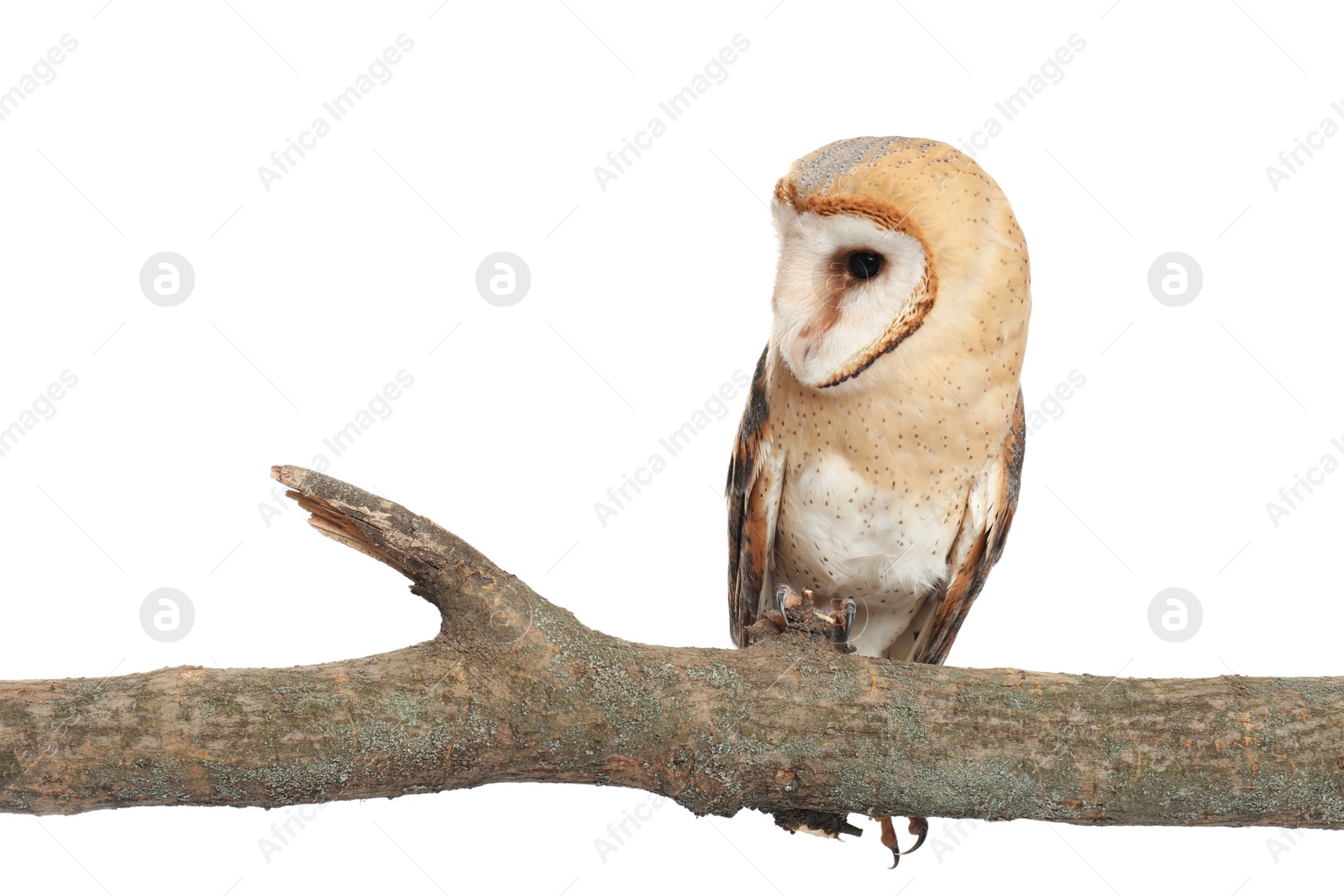 Photo of Beautiful common barn owl on twig against white background