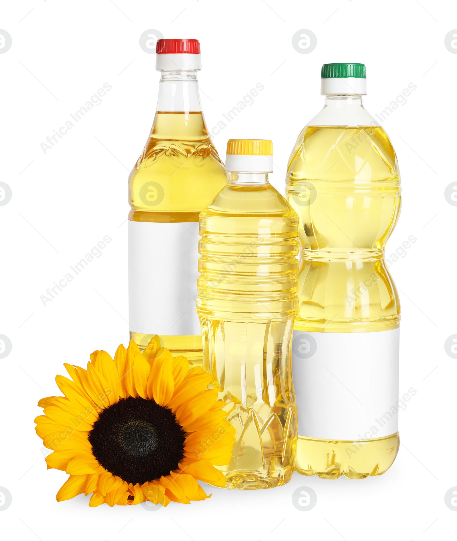 Photo of Bottles with sunflower cooking oil and yellow flower on white background