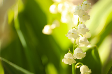 Photo of Beautiful lily of the valley in spring garden, closeup