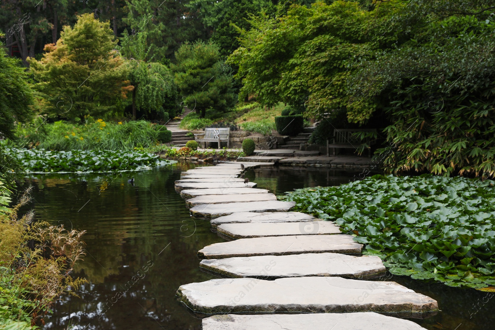 Photo of Beautiful view of park with pond, stone pathway and green plants