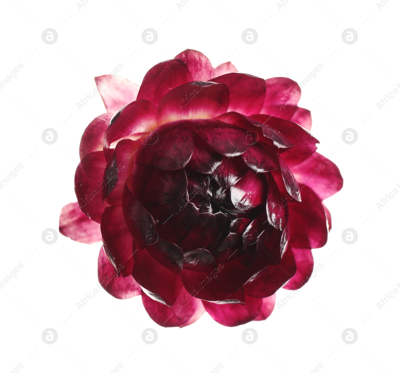 Photo of Beautiful helichrysum flower isolated on white, top view
