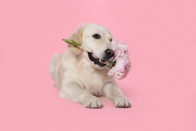 Photo of Cute Labrador Retriever with beautiful peony flowers on pink background