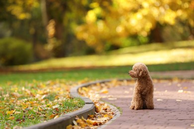 Cute Maltipoo dog in autumn park, space for text