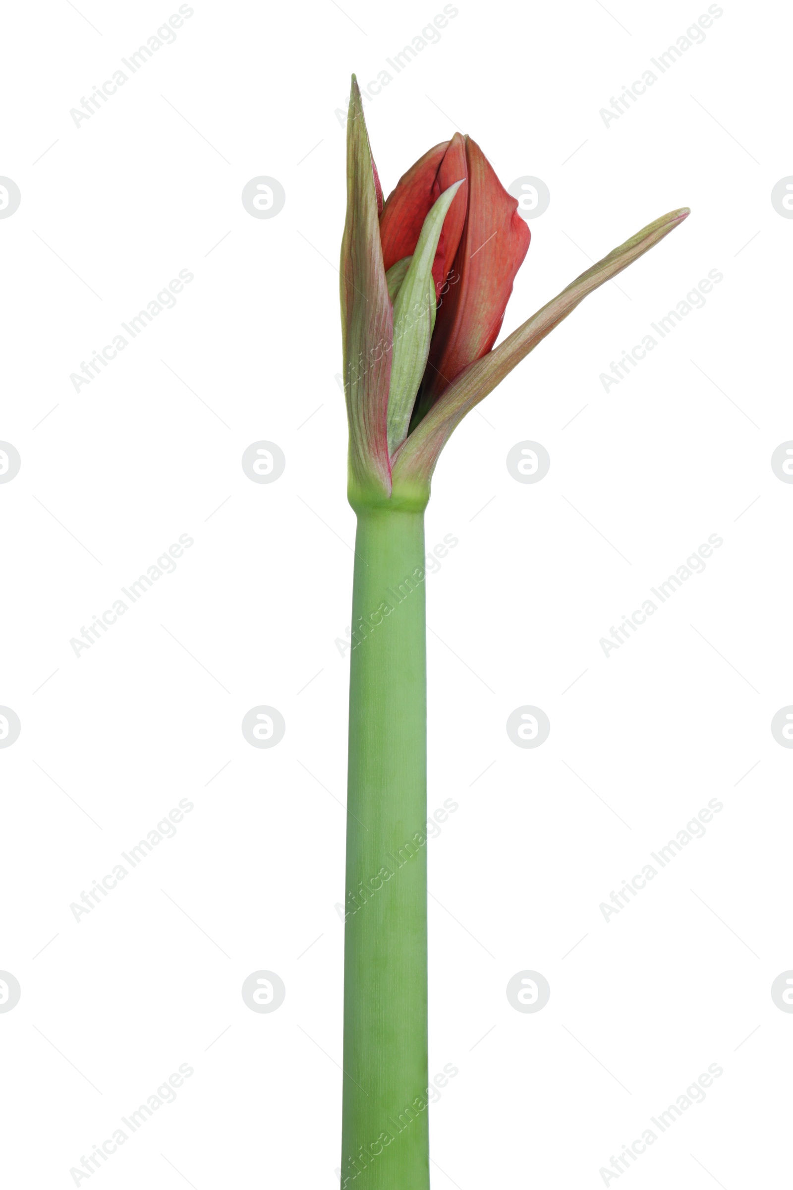 Photo of Beautiful fresh amaryllis flower on white background