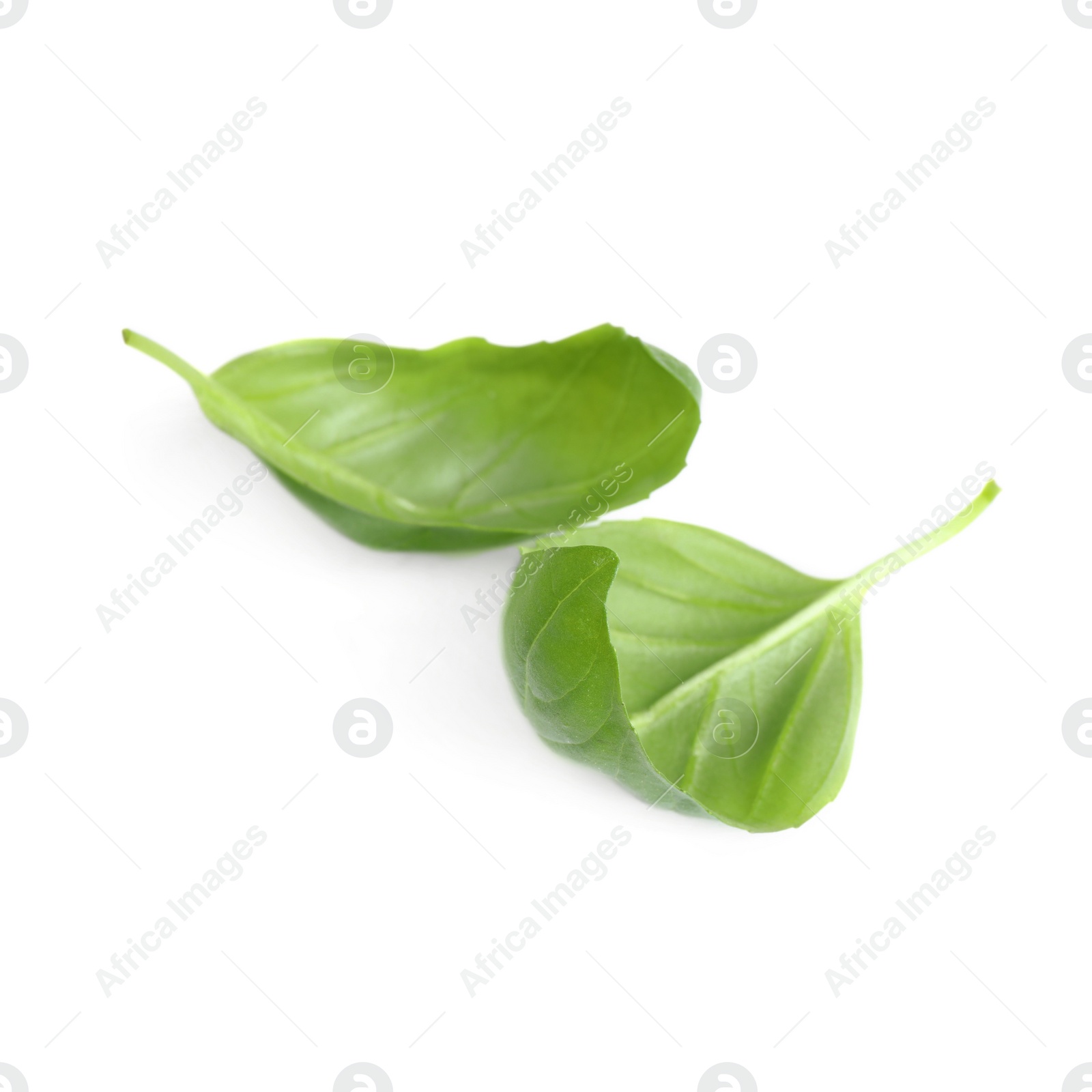 Photo of Fresh green basil leaves isolated on white