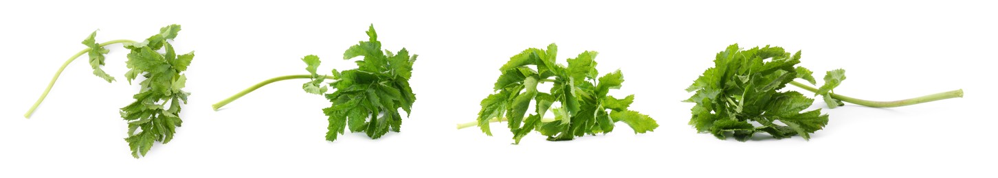 Set with fresh parsnip leaves on white background