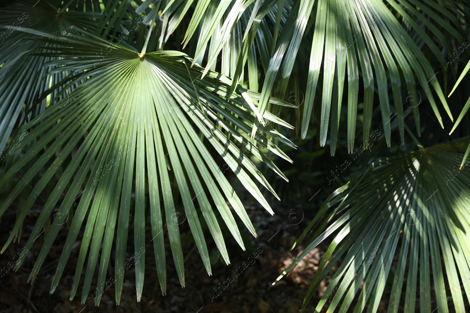 Photo of Beautiful tropical plant with green leaves outdoors