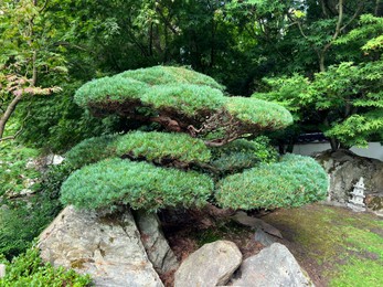 Beautiful green decorative tree growing in park