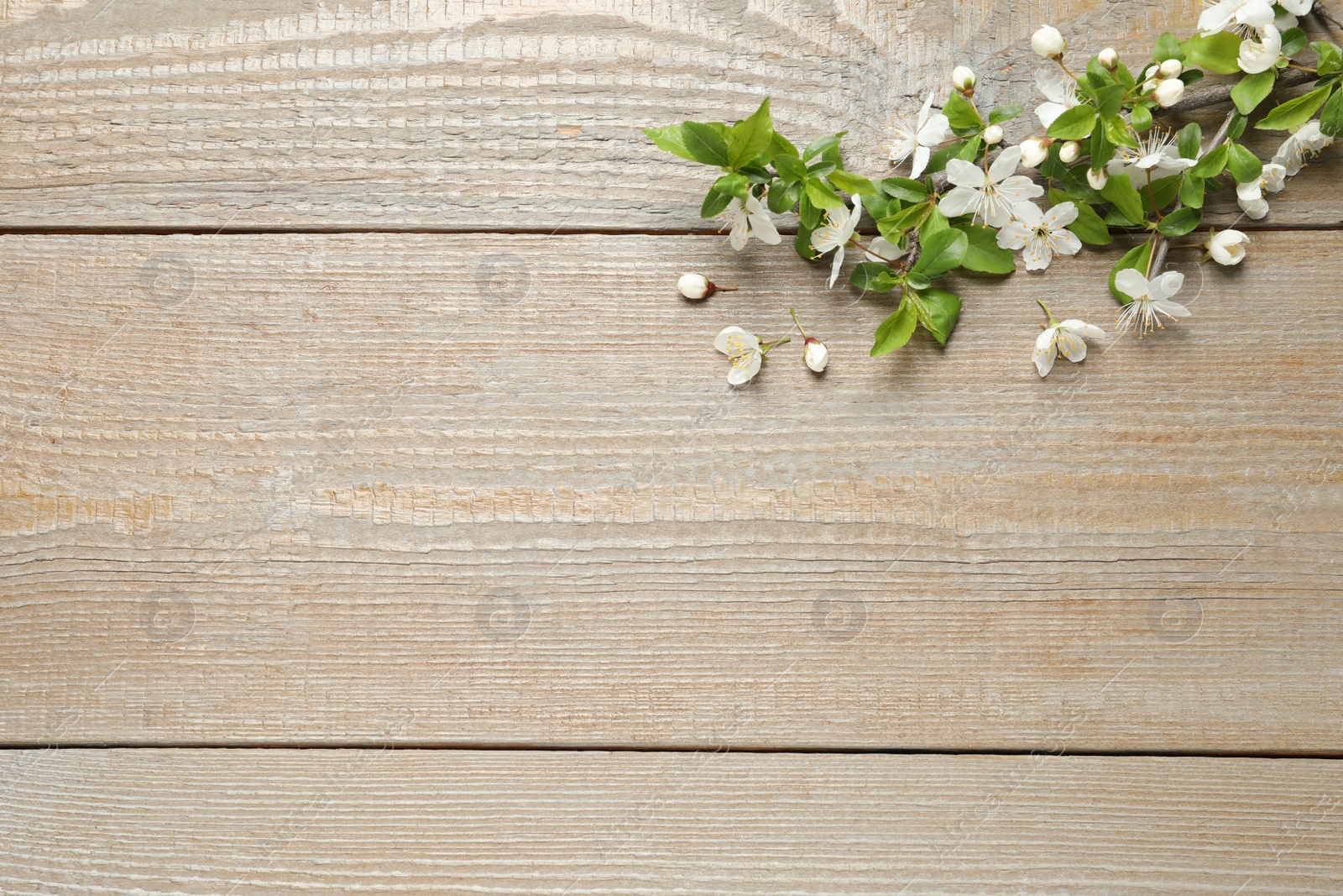 Photo of Blossoming spring tree branch on wooden background, flat lay. Space for text