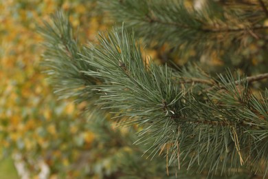 Green branch of beautiful conifer tree in forest, closeup