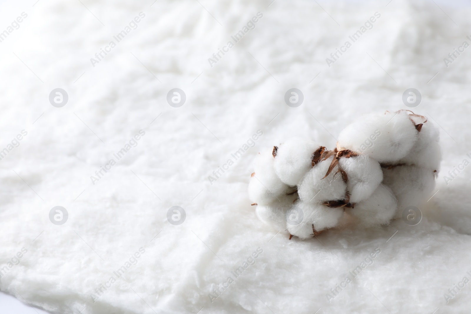 Photo of Soft flowers on clean cotton, closeup. Space for text