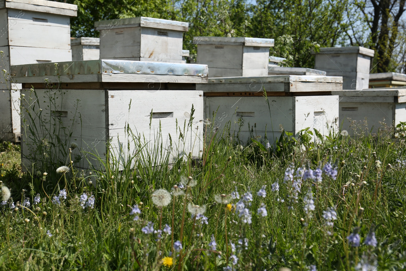 Photo of Many white bee hives at apiary on spring day