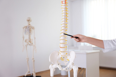 Photo of Orthopedist pointing on human spine model in clinic, closeup