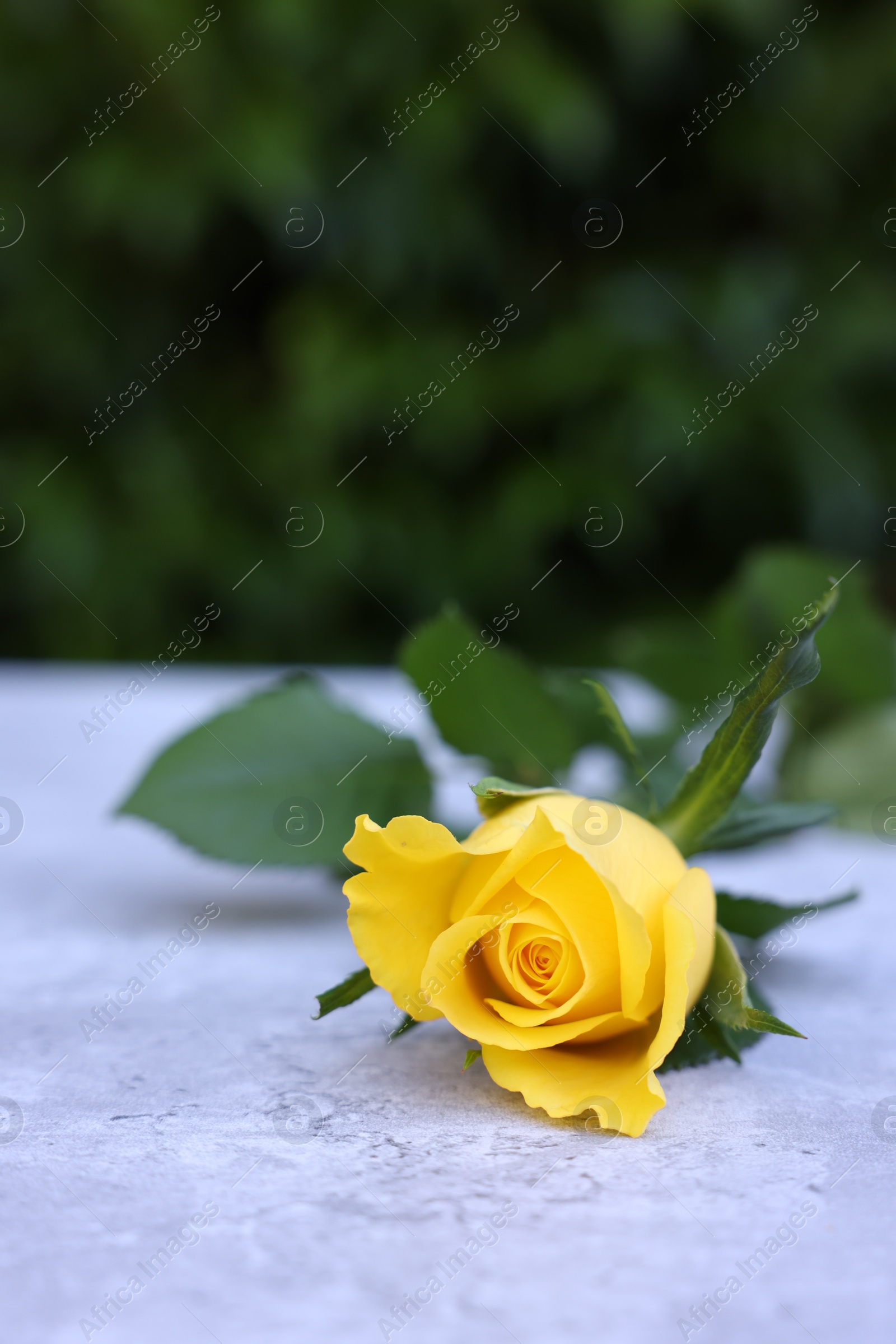 Photo of Beautiful yellow rose on light table outdoors, space for text