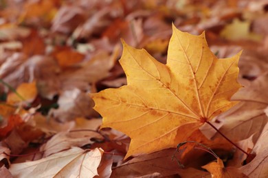 Photo of Pile of beautiful fallen leaves outdoors on autumn day, closeup