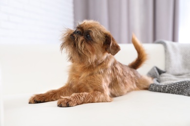 Photo of Adorable Brussels Griffon dog on sofa at home. Cute friendly pet