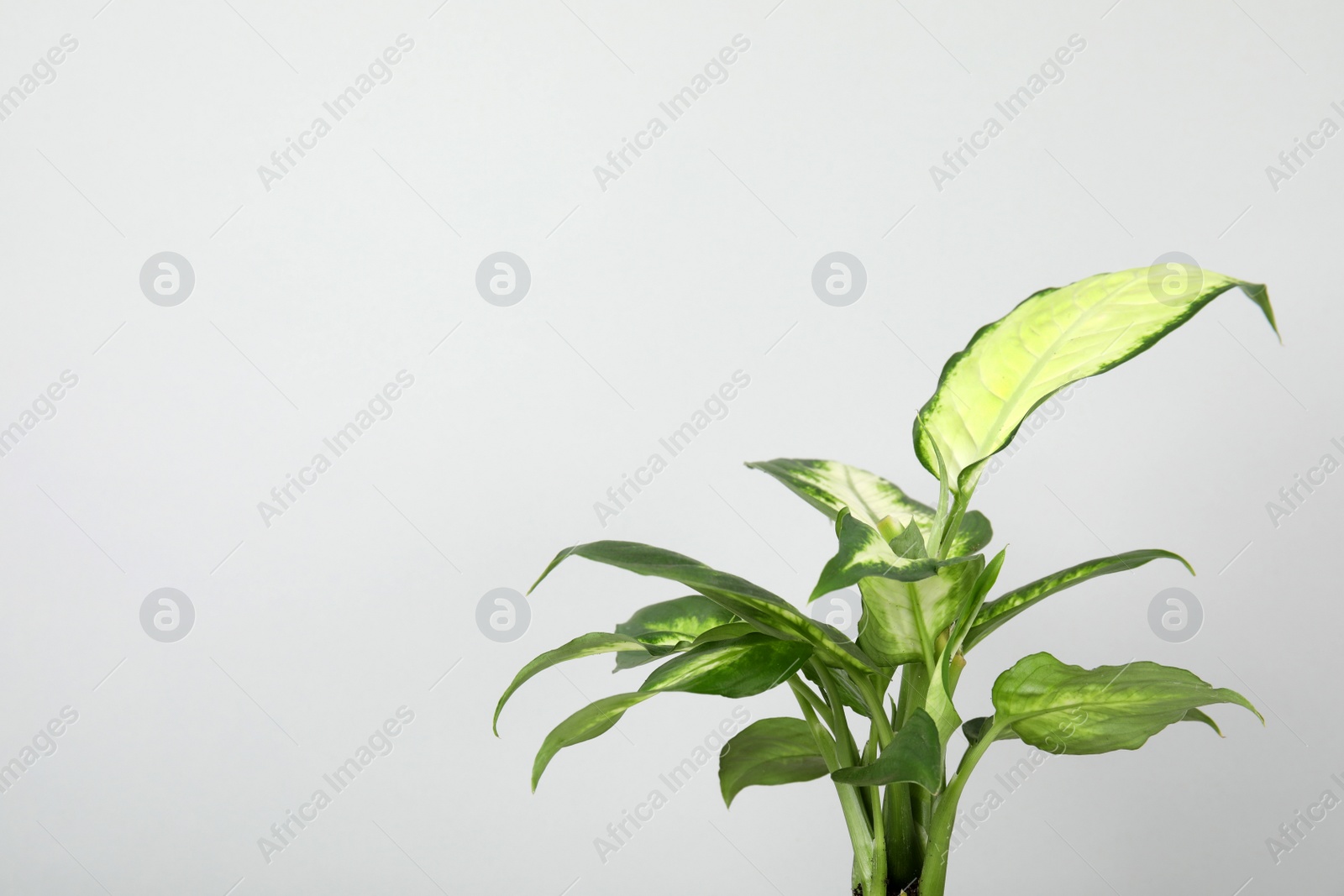 Photo of Beautiful Dieffenbachia home plant on grey background, space for text